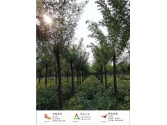 20公分國槐你負(fù)責(zé)下單 我負(fù)責(zé)一站式配送