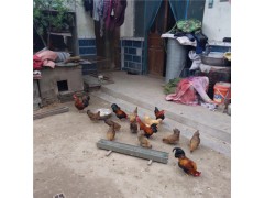 雞苗 元寶雞 雞苗批發(fā)