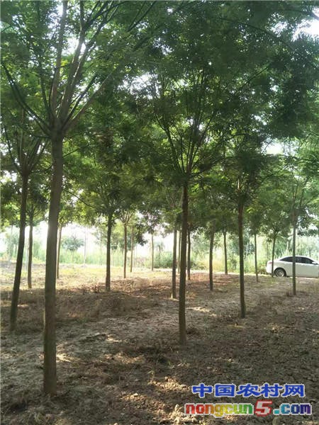 國槐11