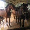 伯品種馬場選馬