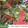 河南花椒苗價(jià)格花椒苗子供應(yīng)花椒樹苗大紅袍花椒苗獅子頭花椒苗