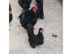 元寶雞怎么養(yǎng)元寶雞品種有多少元寶雞