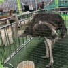 山東省泰安出租數(shù)百種動物表演展覽