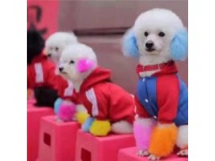 駐馬店美人魚表演出租