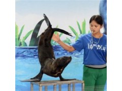 十堰海獅團(tuán)出租融匯精彩雜技表演