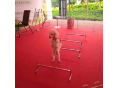 宜昌海洋動(dòng)物展覽表演出租
