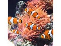 昆明哪里有美人魚表演出租