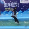 麗江租賃海獅表演