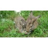 活兔子多少錢一斤比利時公羊兔種兔價格