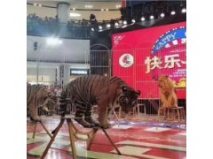 河南省動物租賃公司出租羊駝