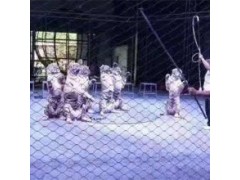 陜西省羊駝矮馬孔雀萌寵展覽出租