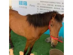 山東省出租羊駝現(xiàn)場(chǎng)布置