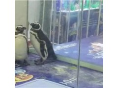 吉林省萌寵動(dòng)物出租展覽多少錢
