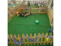 四川省承接各地動物出租表演