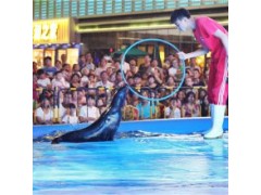 云南省羊駝矮馬出租有可靠資源