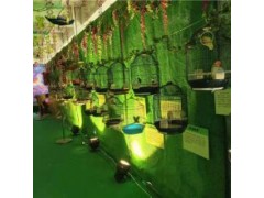 馬鞍山市出租羊駝動物展覽