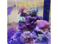 淮北市羊駝土撥鼠活體萌寵展覽出租