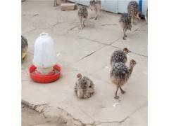 新疆鸵鸟养殖基地鸵鸟苗价格多少钱一只