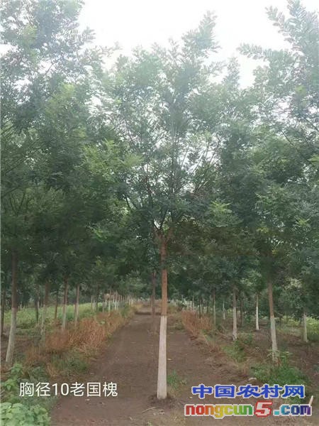 國槐16
