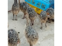 哪里有賣鴕鳥苗的 鴕鳥苗的價(jià)格 批發(fā)優(yōu)質(zhì)鴕鳥苗