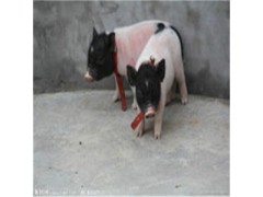 纯种巴马香猪_香猪苗价格_二三十斤巴马香猪种猪多少钱