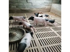 香猪种猪苗,巴马香猪二三十斤多少钱一头