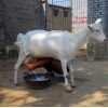 興安盟湖羊養(yǎng)殖場