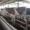 2019肉牛多少錢一頭