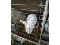 哪有賣雜交野兔的大型種兔養(yǎng)殖場哪里有種兔多少錢一只