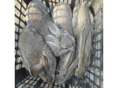 內(nèi)蒙古雜交野兔多少錢一只