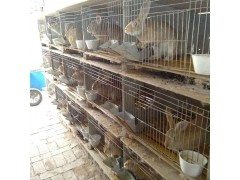 重慶新西蘭種兔多少錢一只送種兔