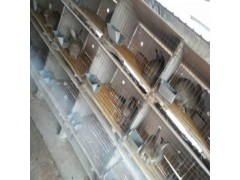 養(yǎng)殖雜交野兔的前景怎么樣