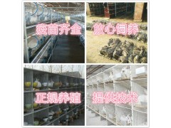 陜西哪有賣種兔的種兔多少錢一只
