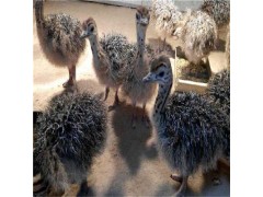 供應(yīng)種苗 鴕鳥(niǎo)苗現(xiàn)在價(jià)格是多少錢(qián)一只