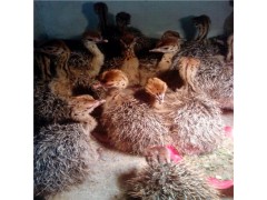 鴕鳥吃什么現(xiàn)在鴕鳥苗種苗是多少錢一只價(jià)格表