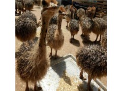 好飼養(yǎng)1-3個月鴕鳥苗是多少錢一只