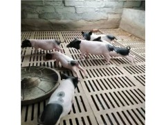 巴馬香豬_寵物香豬價(jià)格