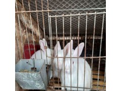 杂交野兔多少钱一只哪里有卖的种兔养殖