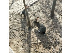 陕北有种兔养殖场吗种兔多少钱一只