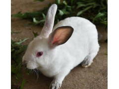 新西兰肉兔哪有卖的 种兔养殖场