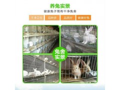 陕西哪里有卖种兔的哪里有种兔养殖场