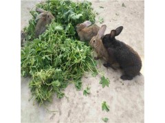 哪有正规种兔养殖基地种兔多少钱一只