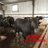 廠家直銷三四元雜交肉牛犢