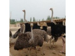 鴕鳥苗批發(fā) 100斤鴕鳥賣多少錢一只
