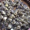 小鴨苗哪里批發(fā)1元一只如何養(yǎng)殖