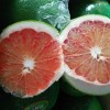 泰國紅心青柚苗一棵多少錢，好項目種植紅心青柚苗