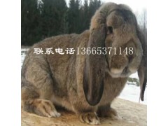 巨型公羊兔能长到多少斤重 巨型公羊兔养殖技术视频
