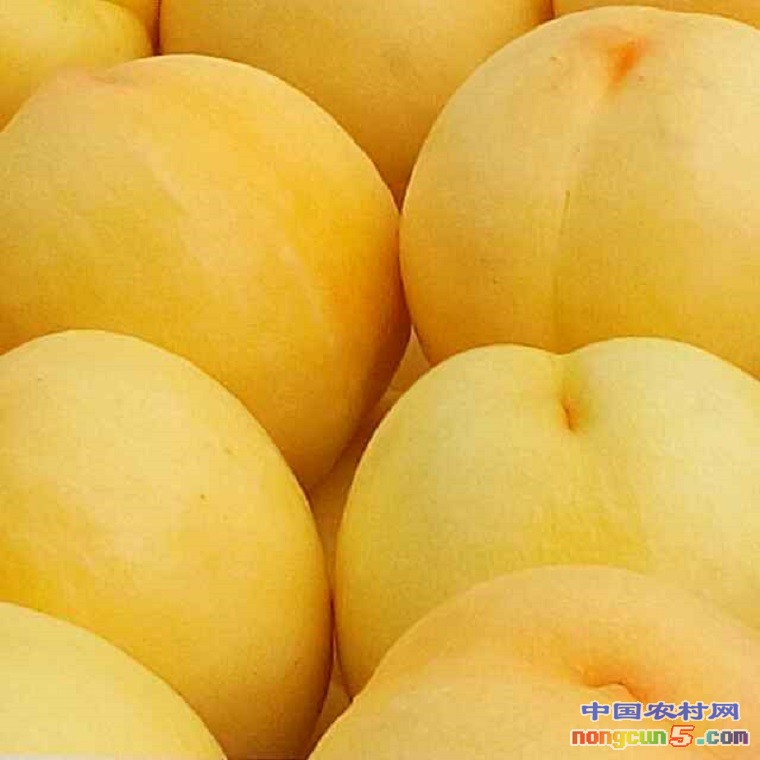 黃桃