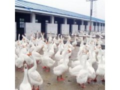 獅頭鵝苗價格批發(fā) 鴨苗孵化基地怎樣購買