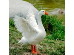 河南省十強(qiáng)雞苗孵化場(chǎng)養(yǎng)殖技術(shù)